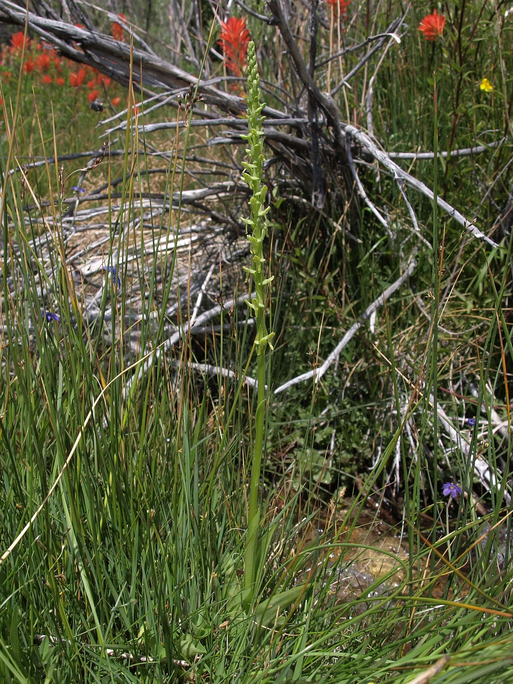 Image of Fringed orchids