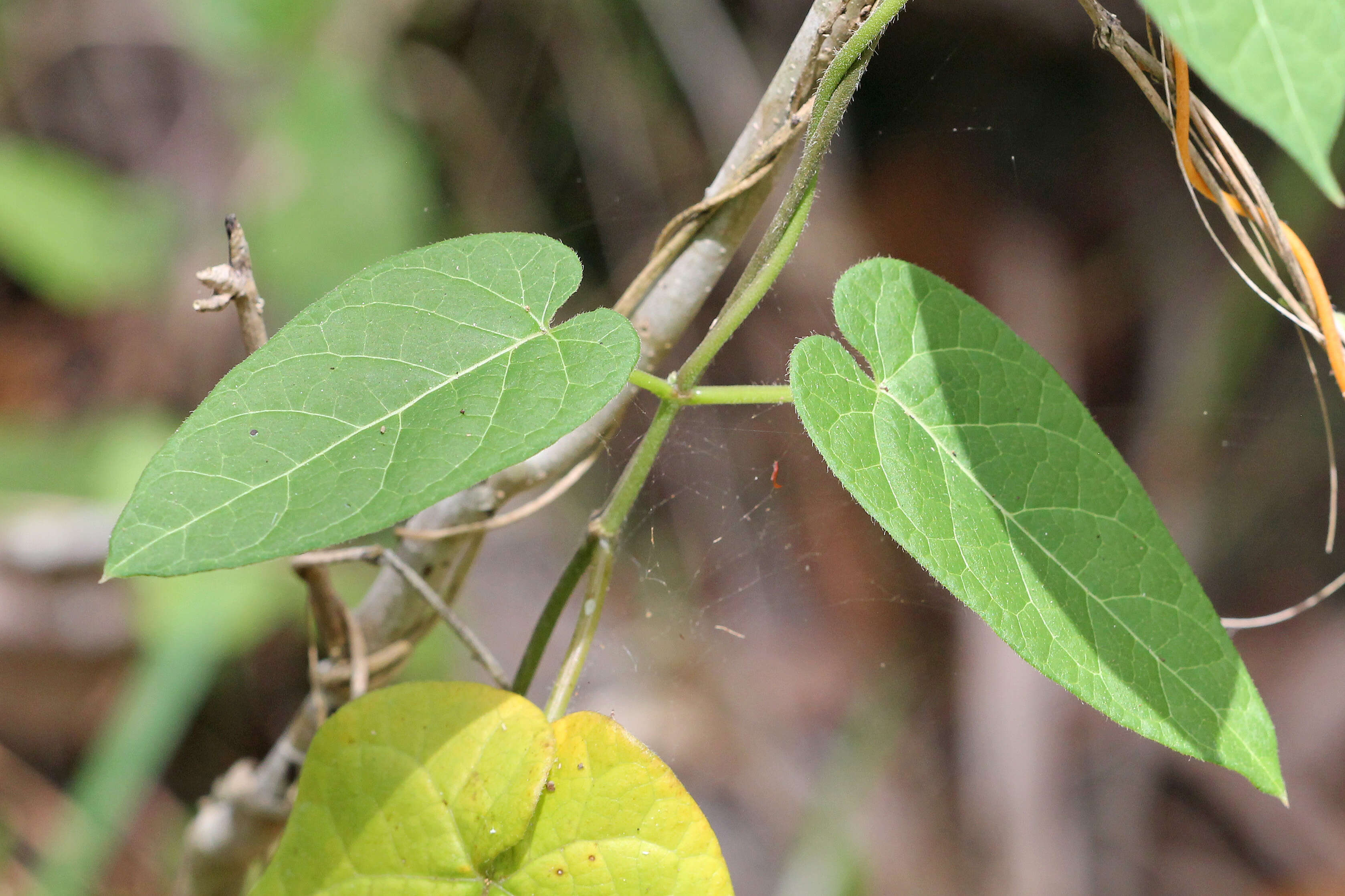 Image of milkvine