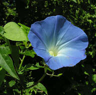 Image of Ololiuqui or Mexican Morning Glory