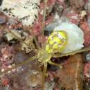 Image of Theridion spinigerum Rainbow 1916