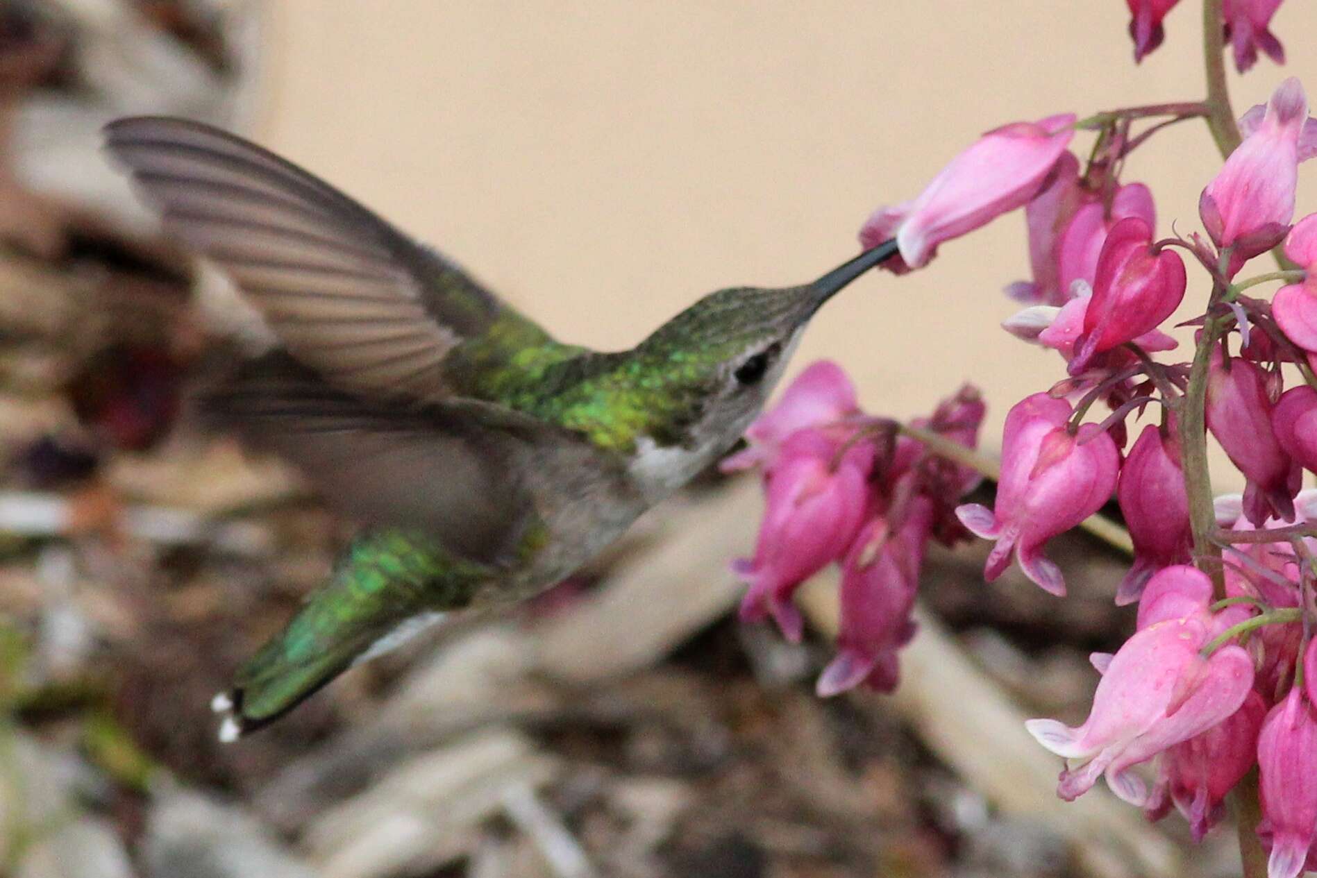 Image of Ruby-throated Hummingbird