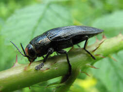 Image of Buprestis lyrata Casey 1909