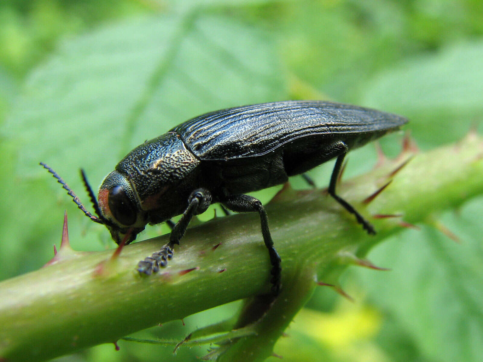 Image of Buprestis lyrata Casey 1909