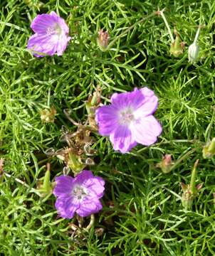 Image of Carpet geranium