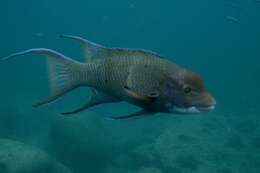 Image of Mexican hogfish