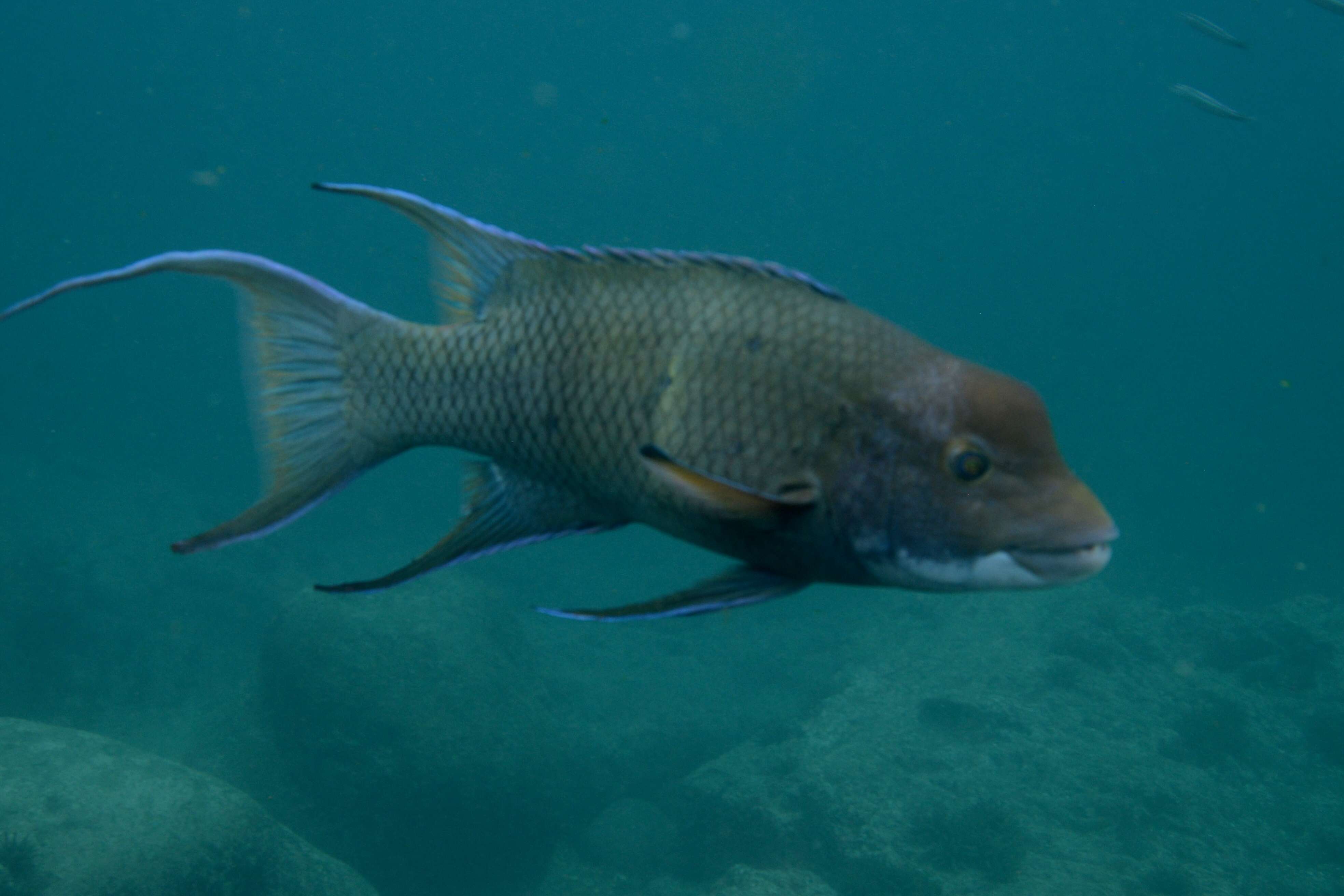 Image of wrasse