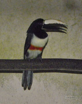 Image of Aracari