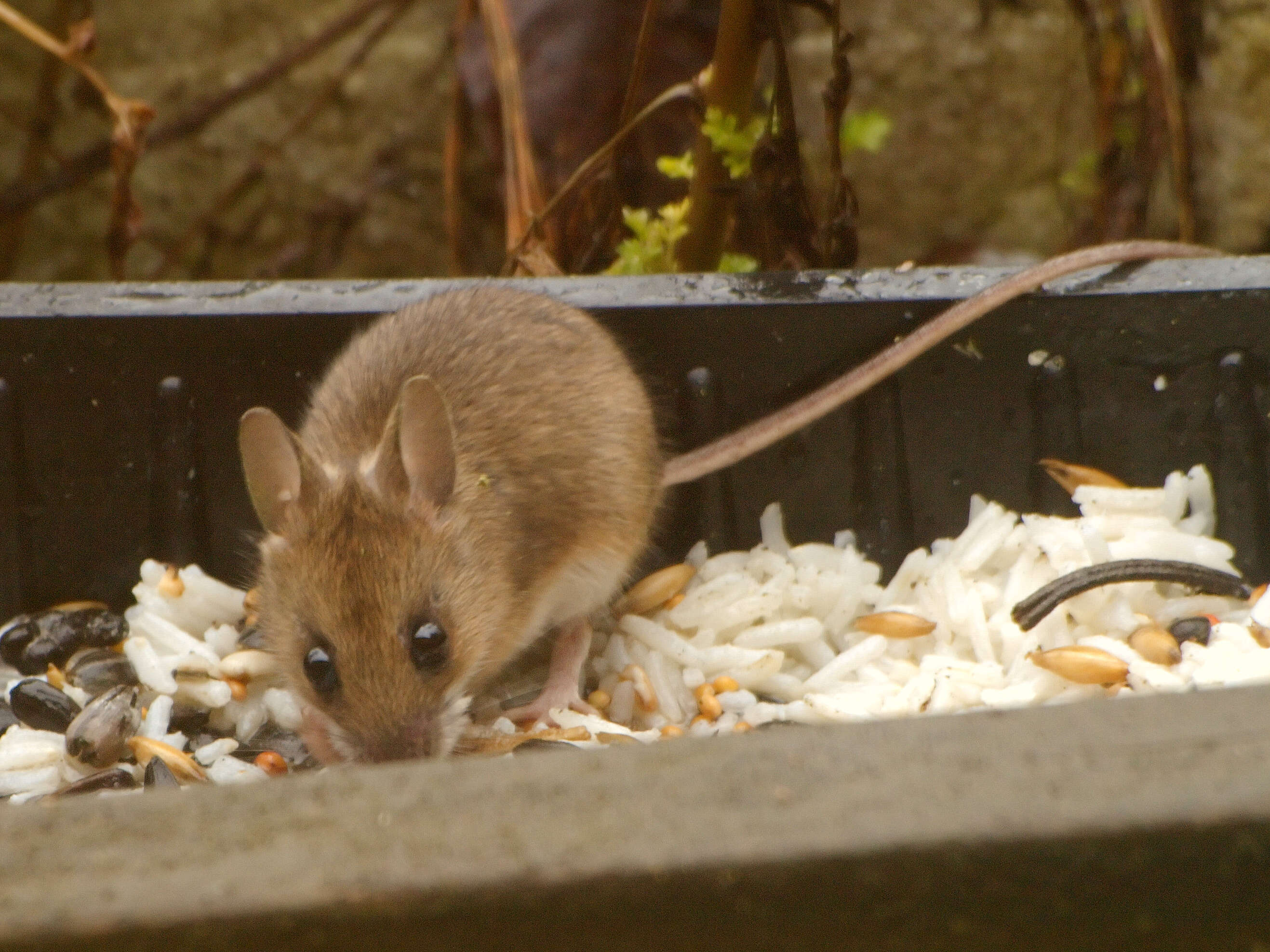 Image of wood mouse, long-tailed field mouse