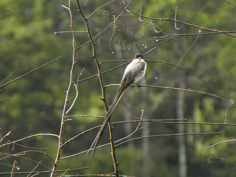 Image of Fork-tailed Flycatcher