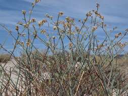 Imagem de Eriogonum nummulare M. E. Jones