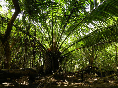 Image of oil palm