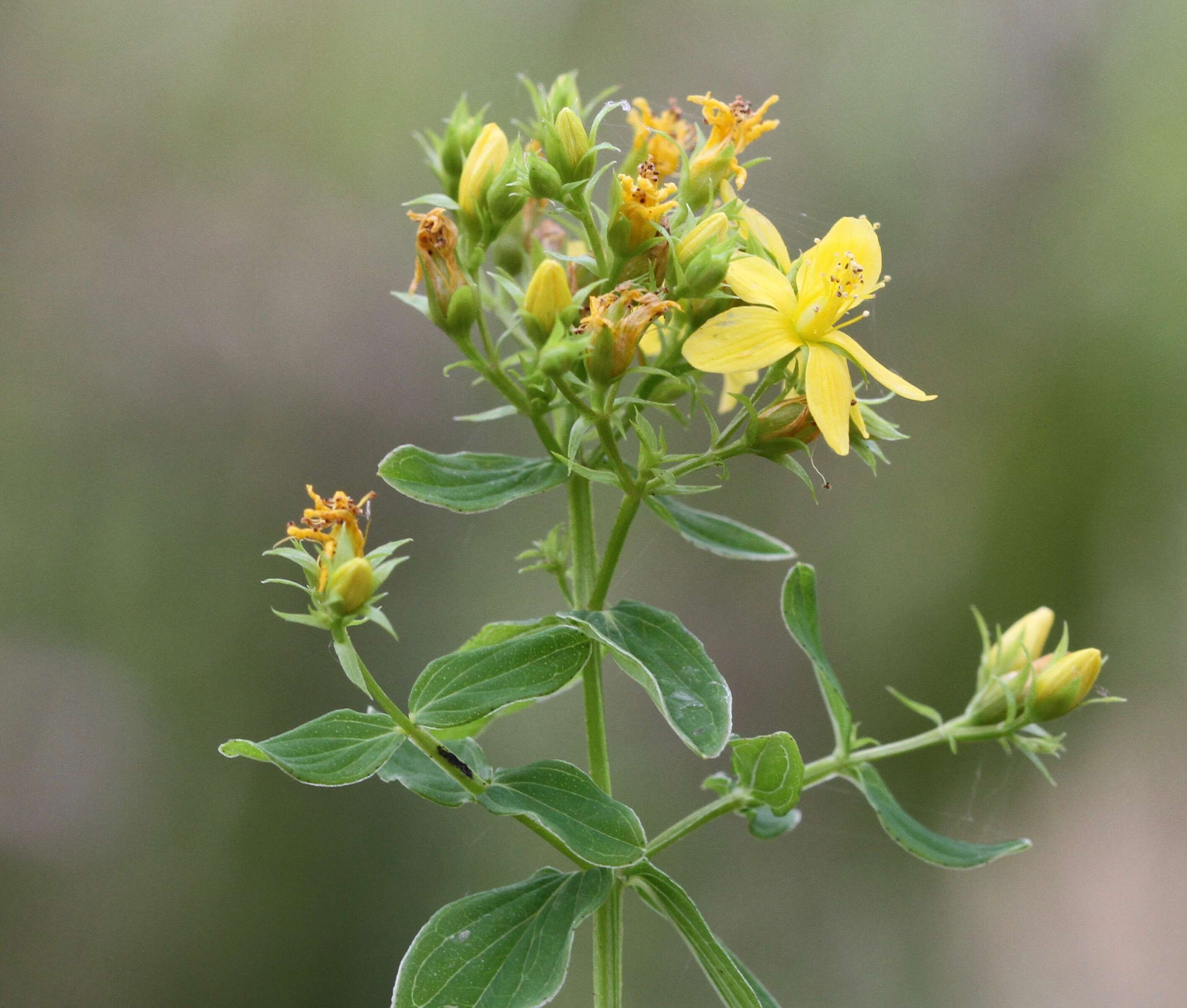 Image of St. Peter's wort