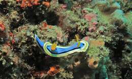 Image of Chromodoris annae Bergh 1877