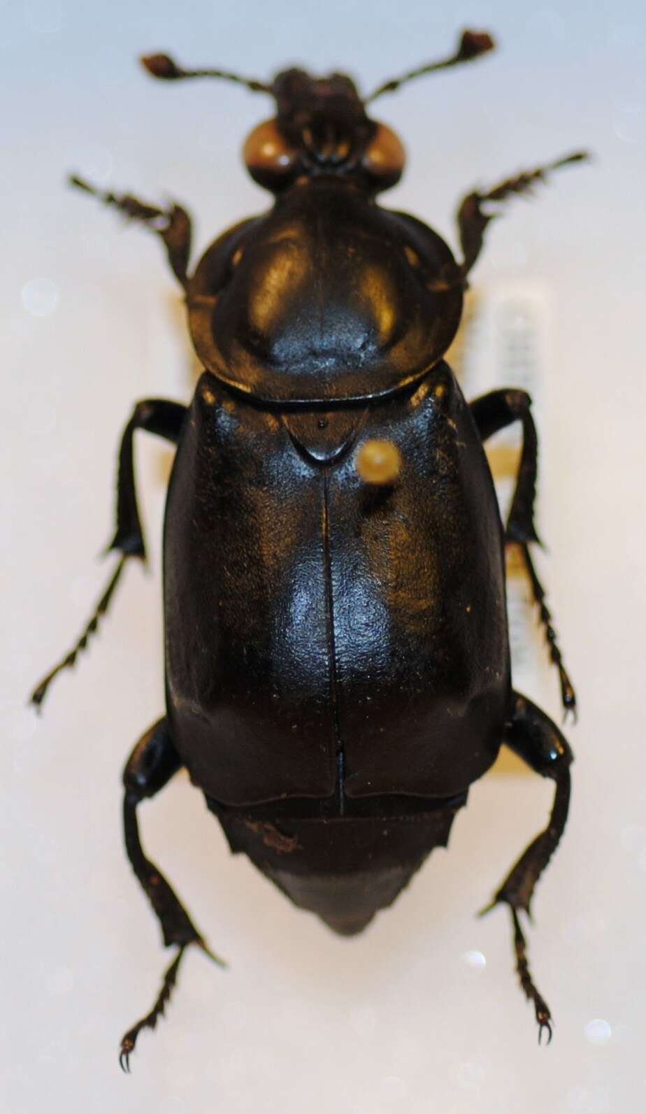 Nicrophorus (Nicrophorus) concolor (Kraatz 1877) resmi