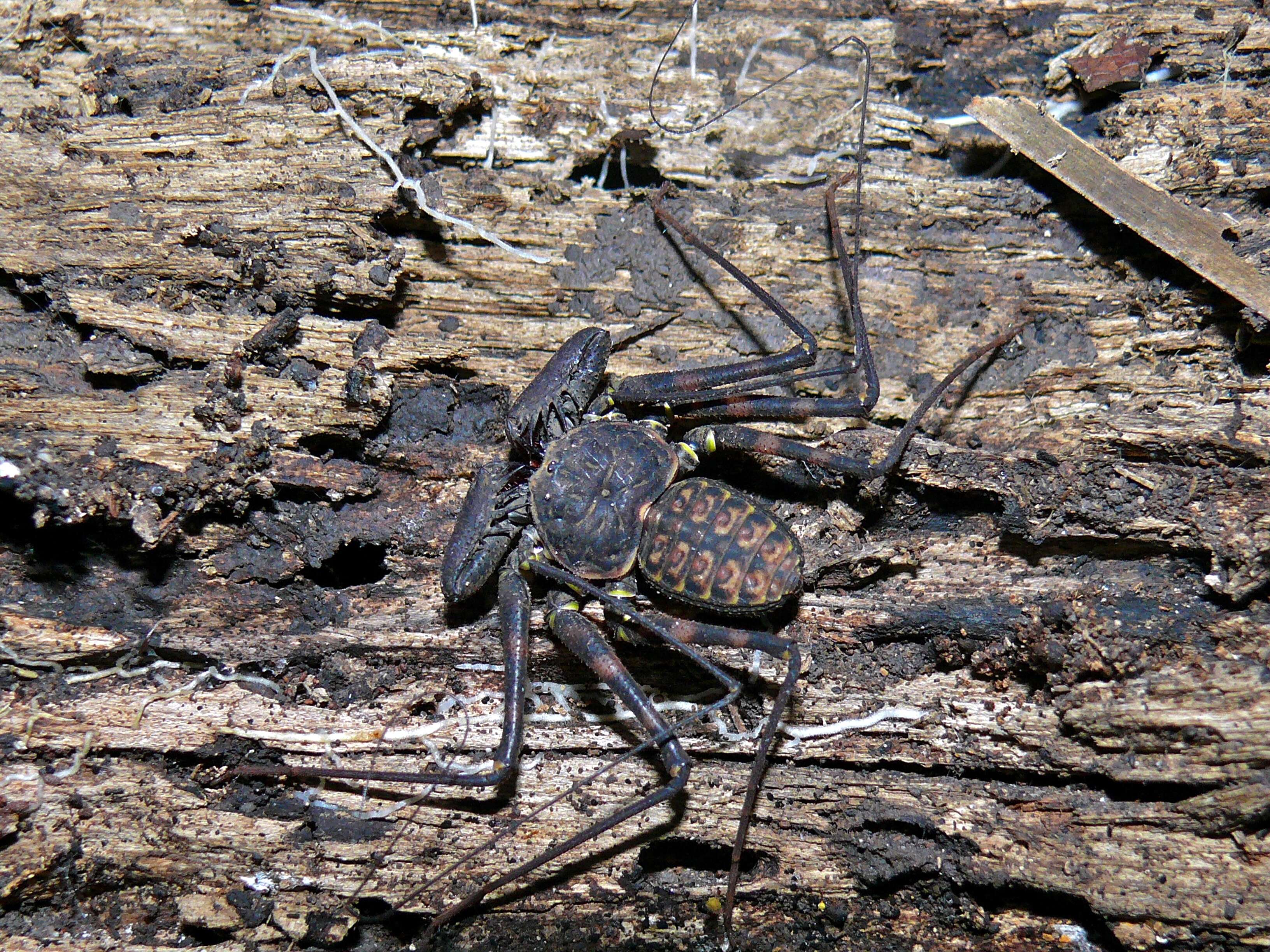 Image de Euamblypygi Weygoldt 1996