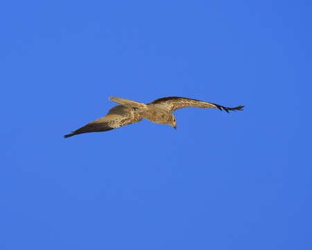 Image of Whistling Kite