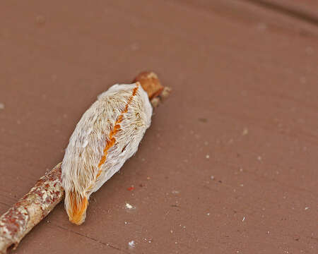 Image of Southern Flannel Moth