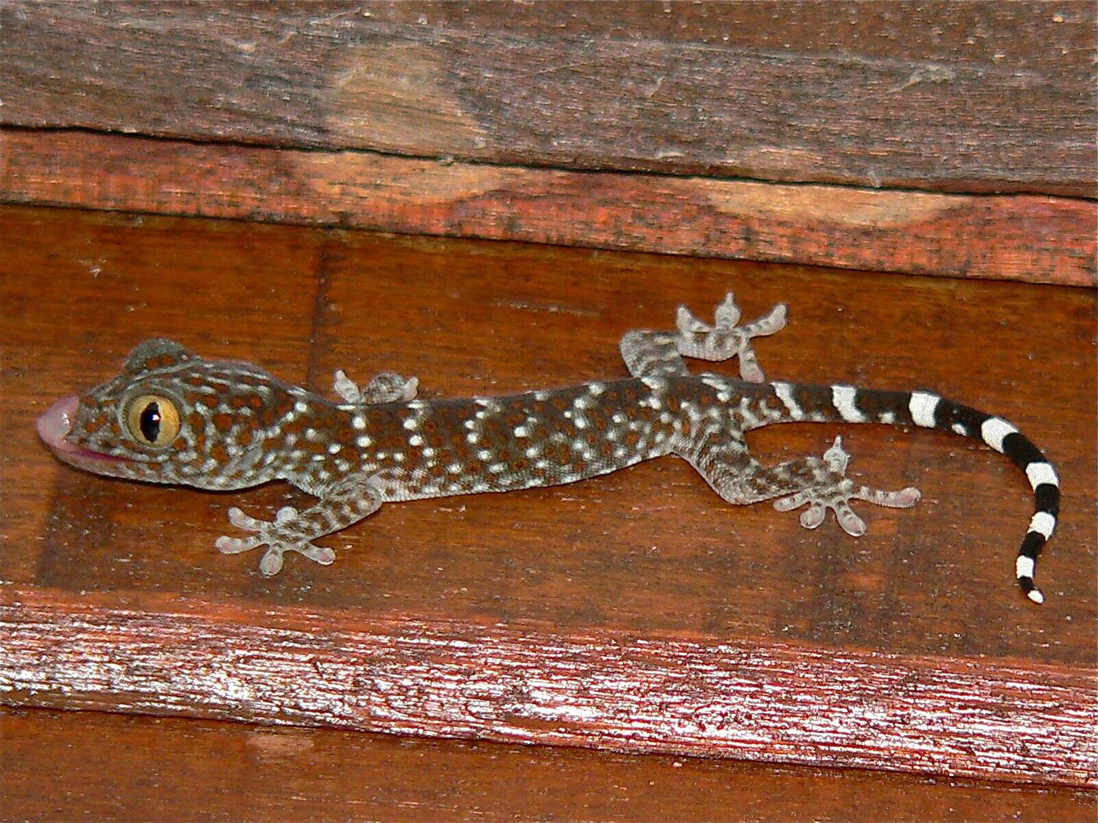 Sivun Gekko gecko (Linnaeus 1758) kuva