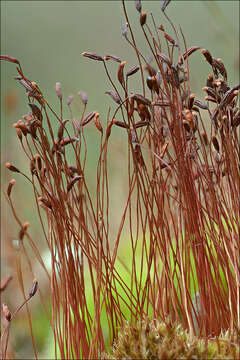 Image of ceratodon moss