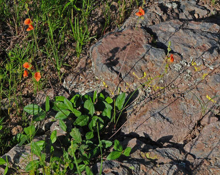 Macroptilium gibbosifolium (Ortega) A. Delgado的圖片