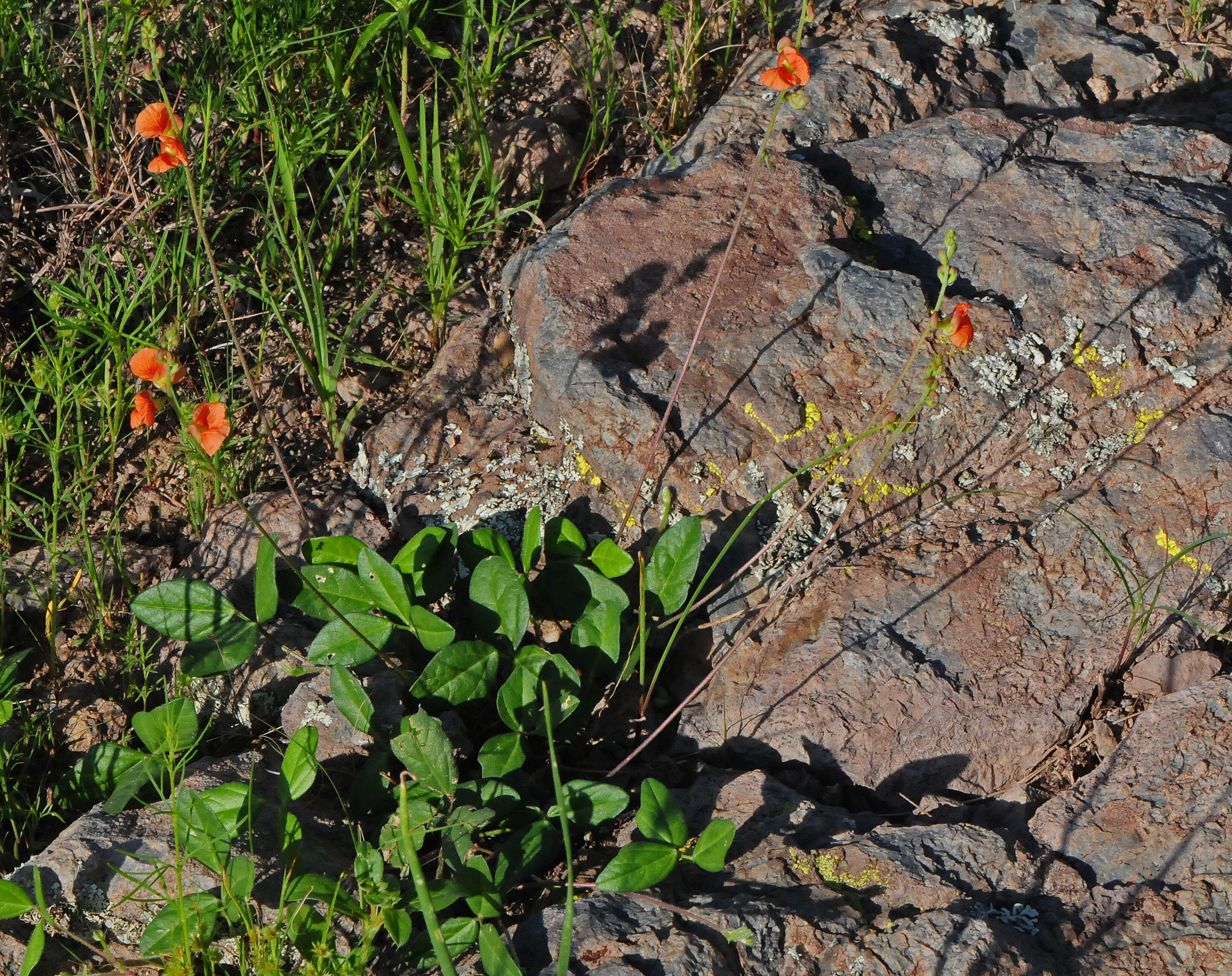 Image of variableleaf bushbean