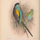 Image of Hooded Parrot