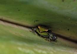 Image of Tsarafidy Madagascar Frog