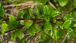 Image of Lantana salzmannii Schauer