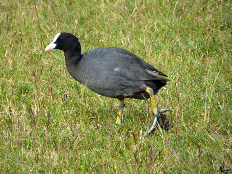 Image of Common Coot