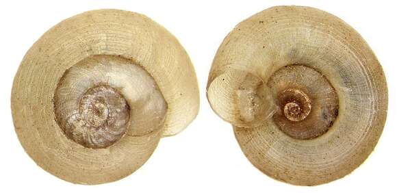 Image of Gyraulus Charpentier 1837