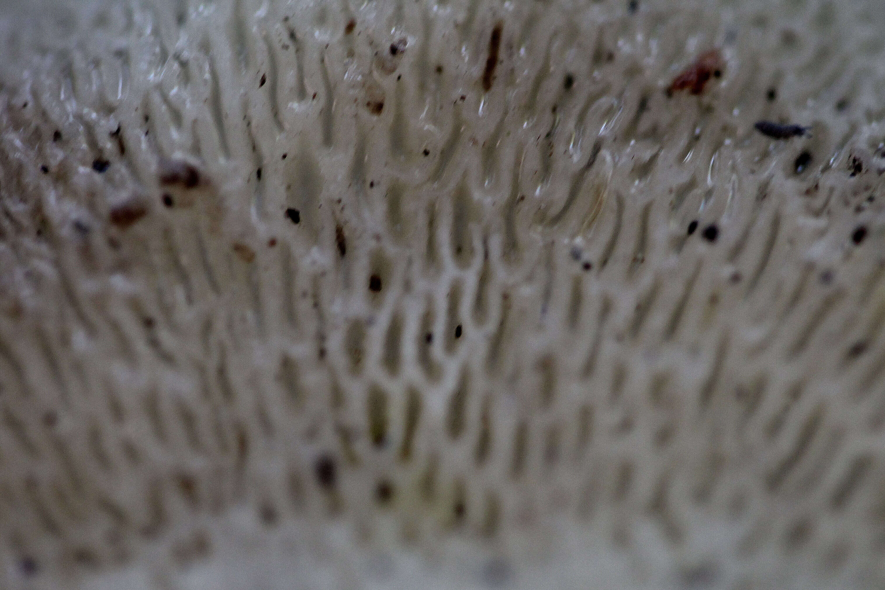Image de Polyporaceae