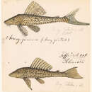 Image of Hypostomus emarginata Valenciennes ex Cuvier & Valenciennes 1840