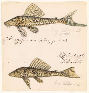 Hypostomus emarginata Valenciennes ex Cuvier & Valenciennes 1840的圖片