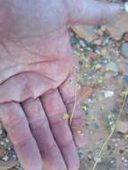 Imagem de Eriogonum inflatum Torr.