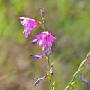 Imagem de Gladiolus brachyphyllus F. Bolus