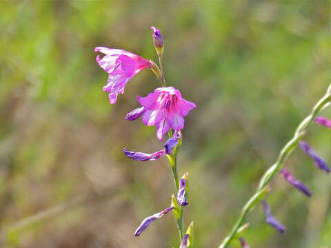 Image of Gladiolus brachyphyllus F. Bolus