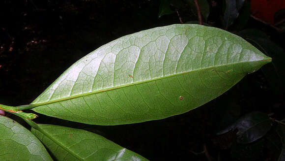 Image of Erythroxylum squamatum Sw.