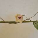 Image of Hoya patella Schltr.