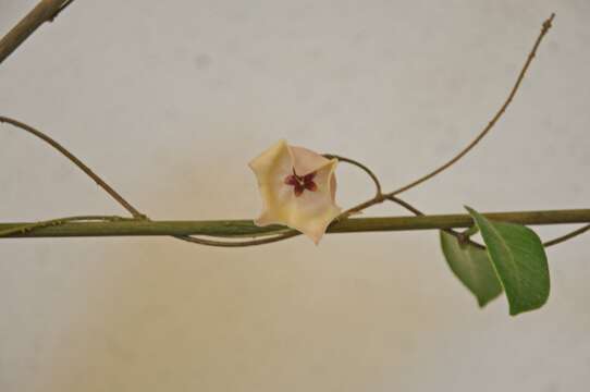 Hoya patella Schltr.的圖片