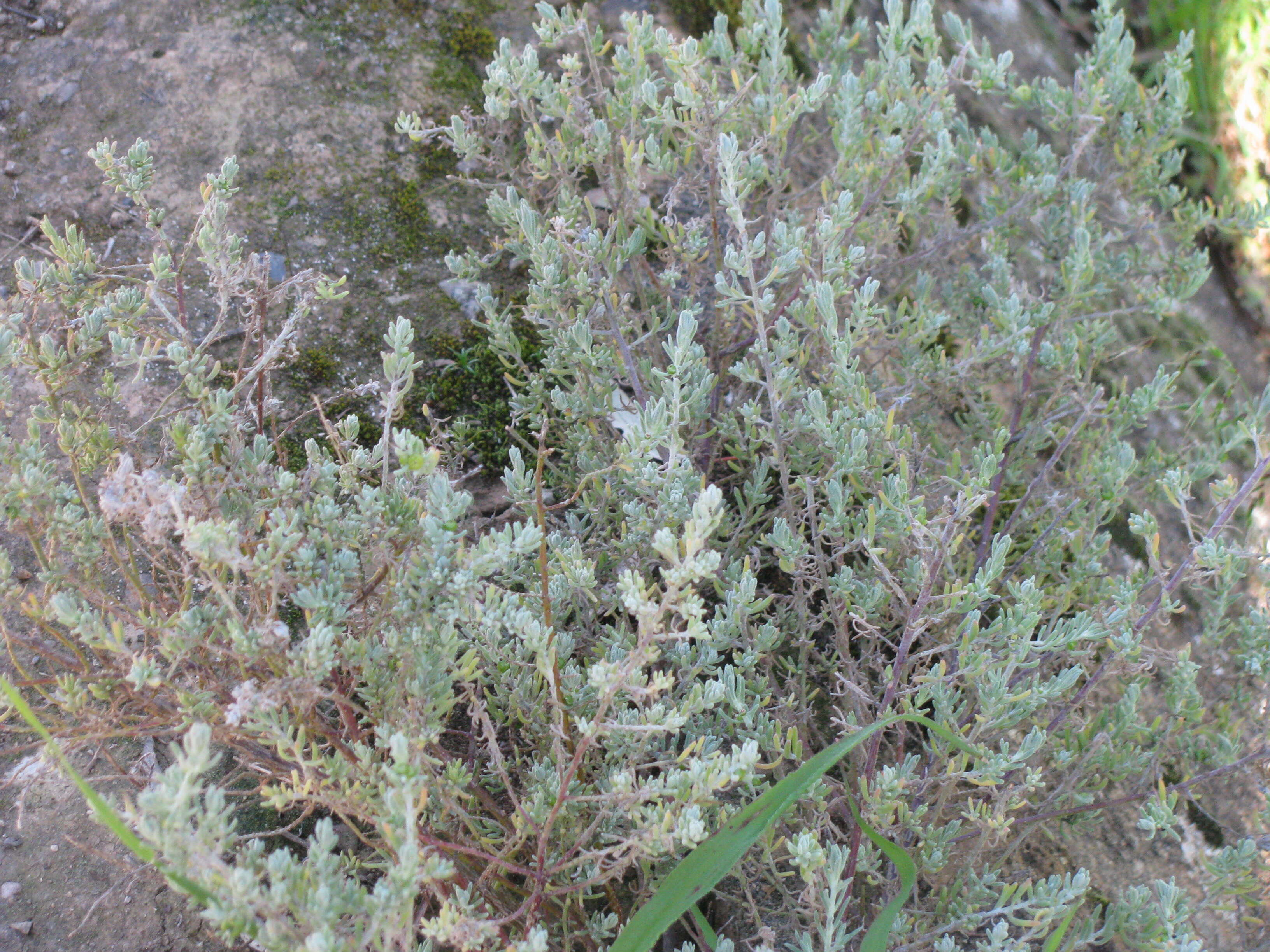 Image of Chenopodiaceae