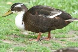 Image of Common Mallard