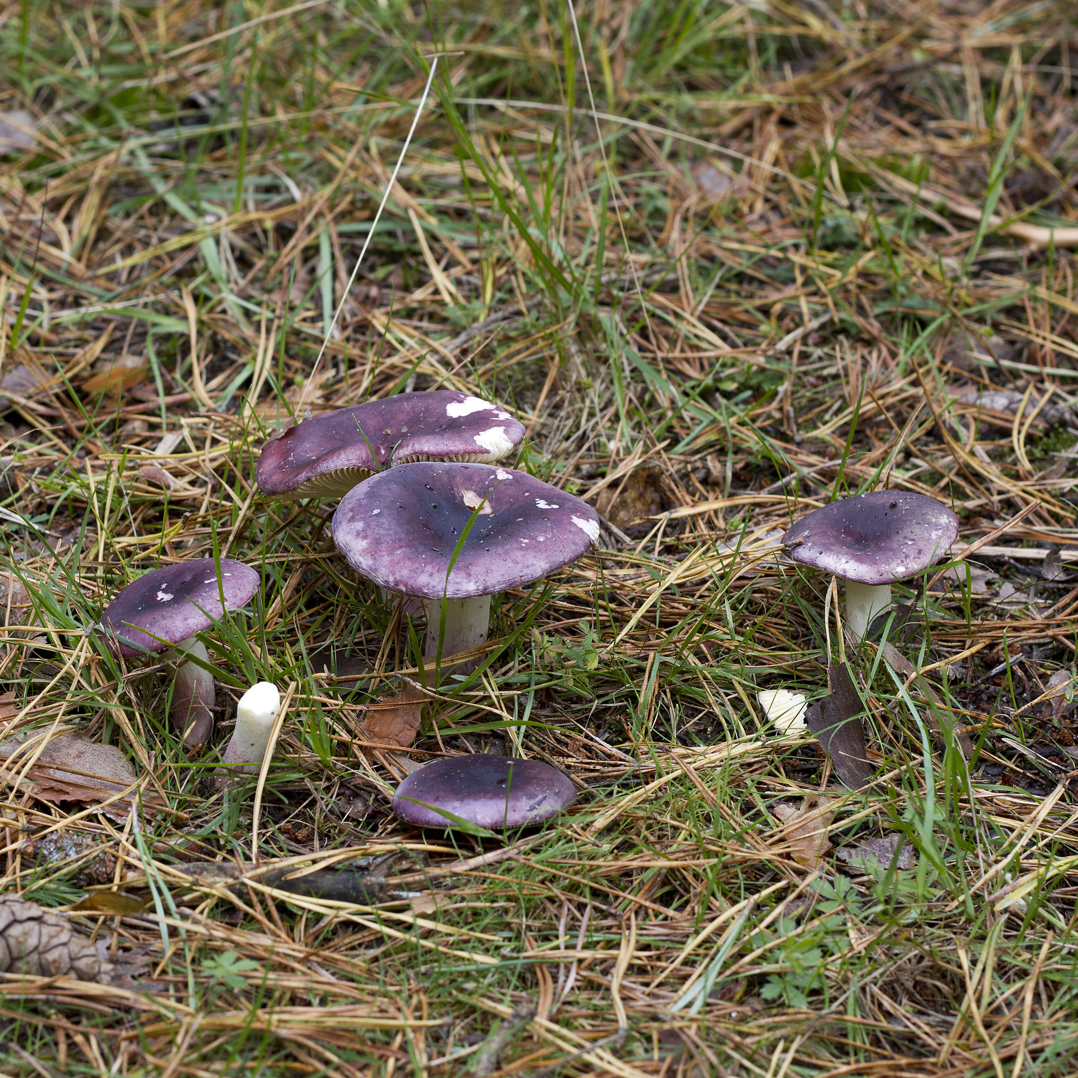 Image de Russule couleur de sardoine