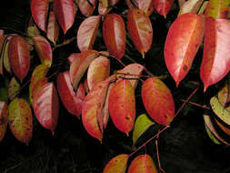 Image of Bursera standleyana L. O. Williams & Cuatrec.