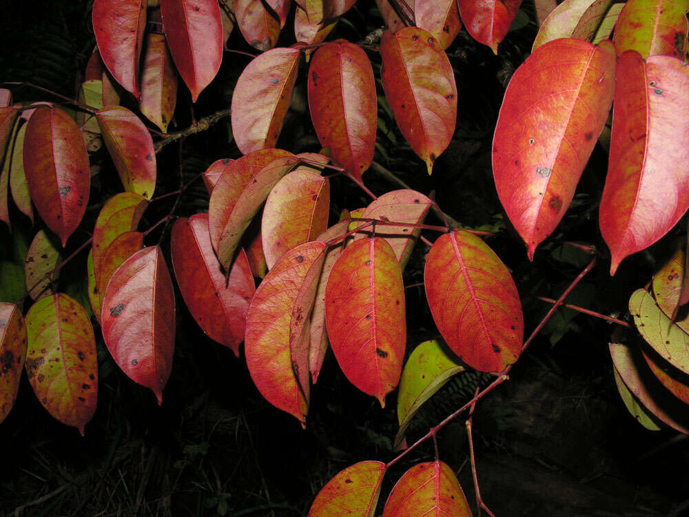 Image de Bursera standleyana L. O. Williams & Cuatrec.