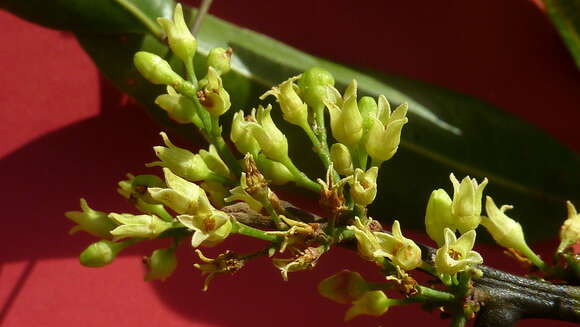 Image of Protium heptaphyllum (Aubl.) March.