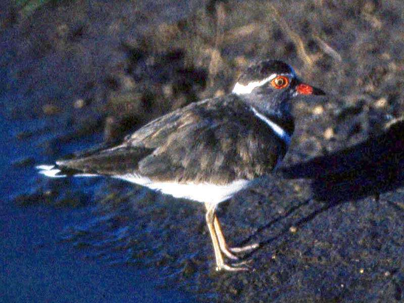 Image of African Three-banded Plover