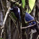 Image of Violaceous Jay