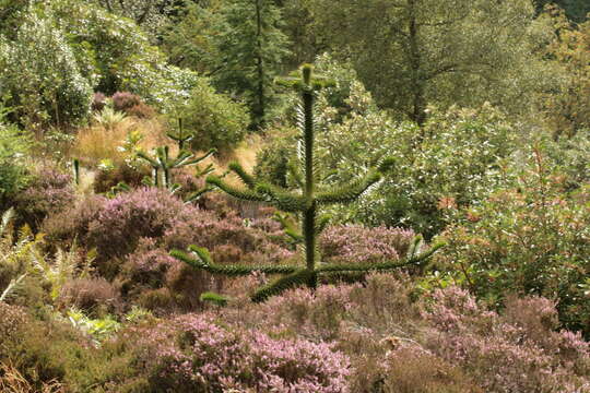 Image of Araucaria