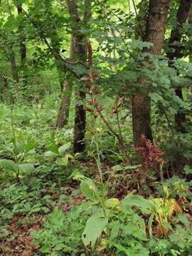 Image of black false hellebore