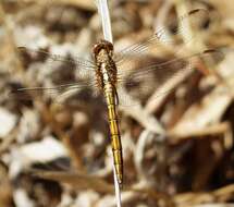 Image of Epaulet Skimmer